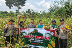 Desa Sugihan Panen Jagung Program Ketahanan Pangan