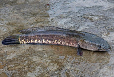 Rutin Mengkonsumsi Ikan Gabus Dapat Menyembuhkan Penyakit Ini