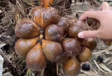 4 Cara Memilih Buah Salak Sudah  Matang dan Manis