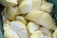Makan Durian Mentah, Apa manfaat dan Efeknya?