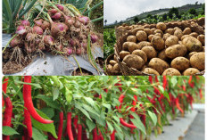 4 Daerah Ini Penyumbang Produksi Sayuran untuk Sumsel dan Pulau Jawa