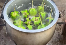Rasakan 6 Manfaat Memasak Terong Bulat Bersamaan dengan Nasi