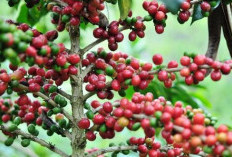 Sumatera Pegang Kendali Kopi Indonesia: Sumsel dan Lampung Jadi Penopang Utama Dunia