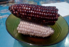 Wajib Diketahui! Inilah Manfaat dan Efek Jika Konsumsi Jagung Unggu Secara Berlebihan