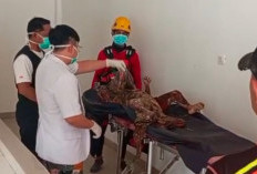 4 Hari Pencarian, Rafael Tenggelam di Sungai Lematang Ditemukan Sejauh 80 KM 