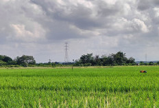 Dari Butir Pupuk ke Bulir Padi, Kunci Sawah Subur dan Panen Melimpah 