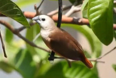 4 Manfaat daging burung pipit untuk kesehatan tubuh 