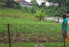 Dukung Ketahan Pangan, Bhabinkamtibmas Polsek Lawang Kidul Ajak Warga Tanam Jagung