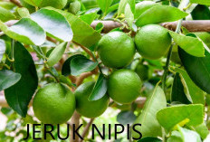 7 Khasiat Jeruk Nipis Untuk Kecantikan
