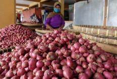 Salah Satu Manfaat Bawang Merah Adalah Mengurangi Risiko Radang Sendi