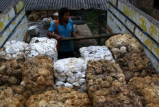 Musi Banyuasin hingga PALI, Daerah dengan Perkebunan Karet Terbesar di Sumsel  