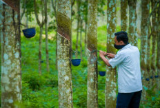 Produksi Karet Terbesar di Indonesia Bukan di Kalimantan