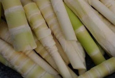 Cara Memasak Rebung Agar Tidak Pahit Saat di Makan