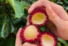 Rambutan Dapat Produksi Kolagen Agar Kulit Kencang dan Tampak Lebih Muda
