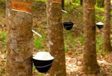 Terungkap! Muara Enim Ternyata Bukan Daerah Sawit atau Kopi