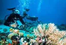 Cuma 18 Km dari Manado, Ini Pesona Taman Laut Bunaken Surga Bawah Laut di Sulawesi Utara