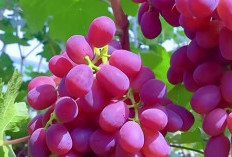 Inilah Cara Aman dan Tepat Mengkonsumsi Anggur