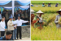 Sumsel Menuju Daerah Penghasil Padi dan Beras Terbesar Nomor 1 di Indonesia