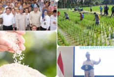 Selain Ikan dan Telur, Peredaran Beras Nasional Berasal dari Sumsel 