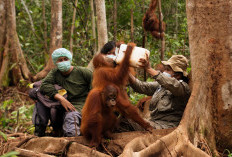 PT Pertamina Hulu Indonesia dan BOSF Teruskan Kerja Sama Pelestarian Orangutan di Kalimantan Timur