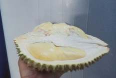 Tak Hanya Nikmat dan Legit, Ternyata Durian Dapat Mencegah Pertumbuhan Sel Kanker