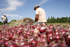 Daerah dengan Produksi Bawang Merah di Sumsel, Lokasinya 7 Jam dari Palembang