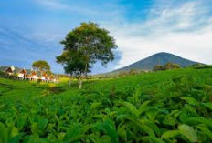 Gunung Dempo dan Danau Ranau: Wisata Sejuk di Sumsel yang Bikin Betah Liburan!