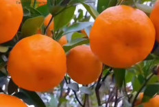 Inilah Manfaat Jeruk Sunkist dan Efek Samping Yang Mungkin Terjadi