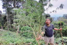 Temukan 1 Hektar Ladang Ganja, Ditanam di Sela Batang Kopi