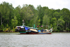 Taman Nasional Sembilang: Destinasi Impian bagi Pecinta Flora dan Fauna!