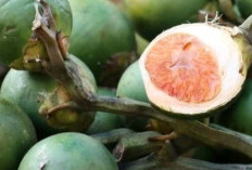 6 Manfaat Buah Pinang Bagi Kesehatan Tubuh