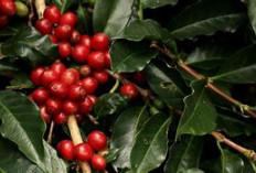 Kopi Semende: Aroma Bukit Barisan yang Pernah Jadi Favorit Ratu Belanda