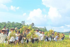 48.000 Hektar Sawah Baru Dicetak, Sumsel Dampingi Jawa Tengah Produksi Padi Terbesar di Indonesia
