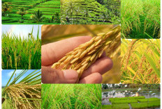 Kalahkan 16 Kabupaten/Kota Lain di Sumsel, Bumi Sedulang Setudung Nomor 1 Produksi Padi