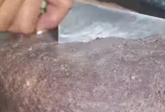 Bagi Ibu-Ibu yang Demen Masak Pakai Bahan Terasi, Yuk Kenali Terasi Bangka Super