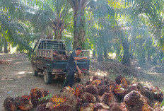 Terkenal dengan Produksi Sawit Tertinggi di Sumsel, Kabupaten Ini Juga Kaya SDA