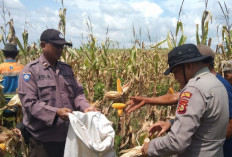 Panen Jagung untuk Perkuat Pangan Nasional