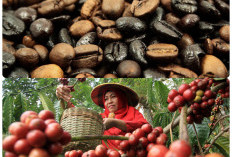 Sumatera Selatan: Pemimpin Produksi Kopi Indonesia, Dampak terhadap Ekonomi Lokal dan Nasional  
