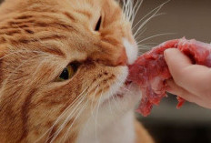Hal yang Akan Terjadi Jika Kucing Makan Daging Mentah