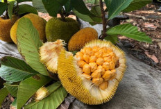 5 Manfaat Buah Keledang Atau Suren  Untuk Kesehatan