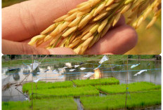 Kabupaten di Sumsel Ini Penentu Utama Ketahanan Pangan Nasional, Produksi Padi-nya Luar Biasa!