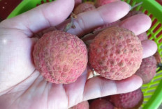 5 Manfaat Buah Leci Bagi Tubuh