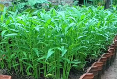 Ini Penyebab Rasa Kantuk Usai Konsumsi Kangkung