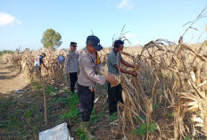 Lahan 2 Hektare di Gelumbang Hasilkan 4 Ton Jagung Pipil
