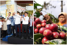Kopi Sumsel Terus Tembus Pasar Dunia