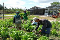 Ini Rahasia 2 Daerah di Sumsel Terkenal Sebagai Lumbung Sayuran