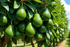 8 Makanan yang Dapat Meredam Emosi