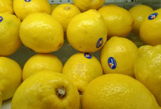 Beragam Manfaat Lemon Untuk Kesehatan dan Kecantikan