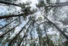 9 Tempat Wisata Hits di Palembang yang Wajib Masuk Itinerary Liburanmu!