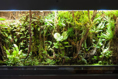 Vivarium: Tren Ekosistem Mini Berhewan yang Kian Digandrungi Pecinta Alam Indoor